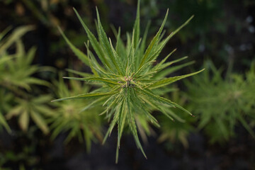 Cannabis Plant
