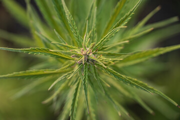 Cannabis Plant