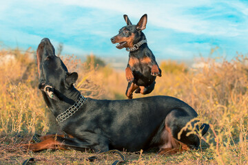 miniature schnauzer jumps over a Doberman on a walk in the park