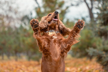 red spaniel jumped up and raised both paws up against the background of autumn leaves