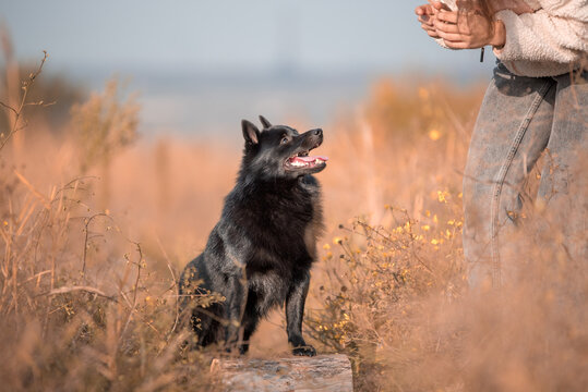 black schipperke puppy listening  the owner