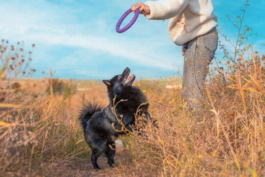 schipperke puppy plays with  owner with purple toy