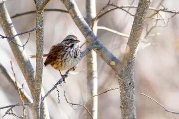 Song sparrow perched in tree