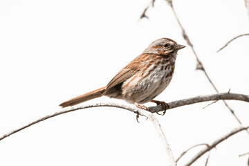 Song sparrow perched on branch