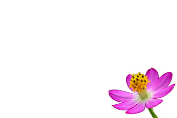frame or background with flowers