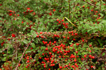 Plant with red berries in park, closeup