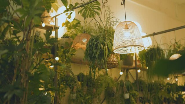 Green plants on display in independent plant shop interior
