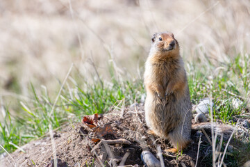 Columbian ground squirrel standing outside burrow, Banff National Park