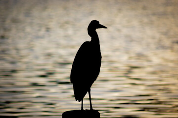 heron at sunset