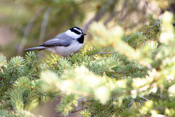 Mountain chickadee perched on spruce tree, Banff National Park
