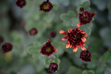 heads of chryhanthema flowers, fluffy burgundy chrysanthemum, photo from above, pattern,s, pburgundy fluffy chrysanthemumhoto from above growing autumn chrysanthemums with leaves, red flower buds