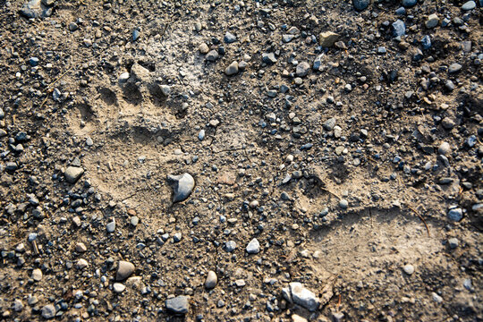 Bear tracks on gravel road