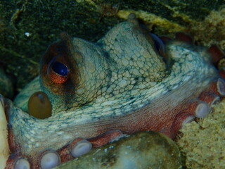 Common octopus (Octopus vulgaris) close-up undersea, Aegean Sea, Greece, Halkidiki
