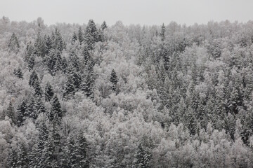 Aerial landscape of snow covered mixed pine, fir and spruce trees forming a graphic texture