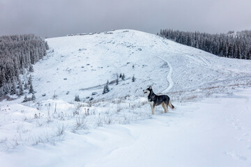 Siberian husky dog happy with the first snow in the winter forest. Adventures outdoor