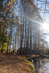 Autumn Trees in the park along a nature trail 