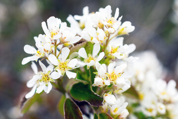 White saskatoon flowers in spring