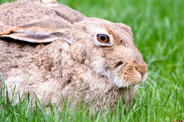 Jack rabbit sitting on grass closeup