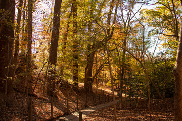 Autumn Trees in the park along a nature trail 