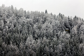 Wooden house in a snow covered mixed pine, fir and spruce trees forming a graphic texture