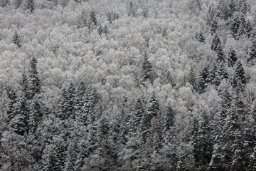 Aerial landscape of snow covered mixed pine, fir and spruce trees forming a graphic texture