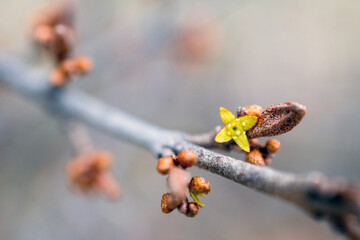 Canada buffaloberry shrub flowering in spring