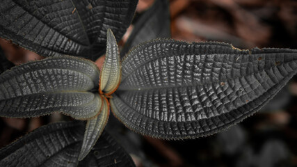 Close-up photo of a plant in the mountains of Rio de Janeiro