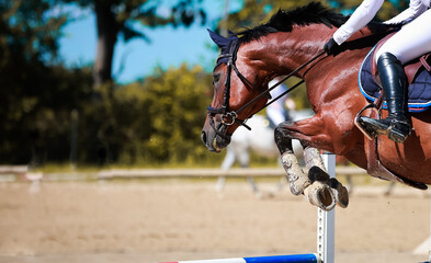 Jumping horse in portraits from diagonally behind over the obstacle, colored landscape format with...