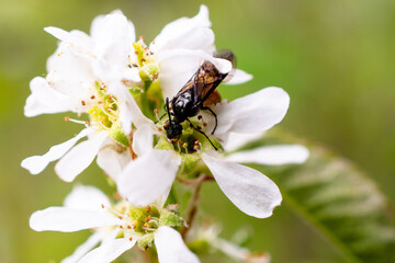 Black wasp on white flower