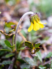 Small yellow flower in mountains, Alberta