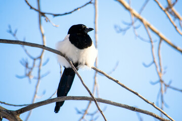 Magpie bird perched in tree on cold winter day
