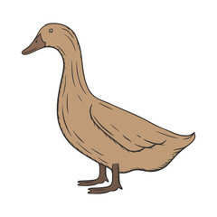 Duck hand drawn vector illustration