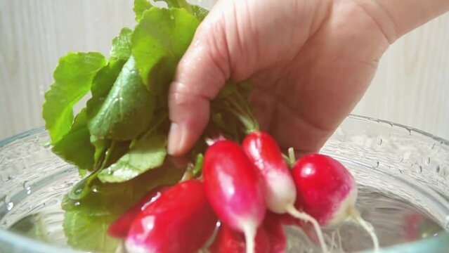 The cook gets radish fruits from water. Slow motion.
