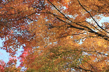 頭上を覆う紅葉した「カエデ」