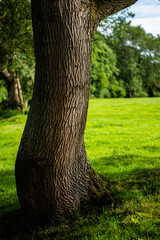 tree in the park
