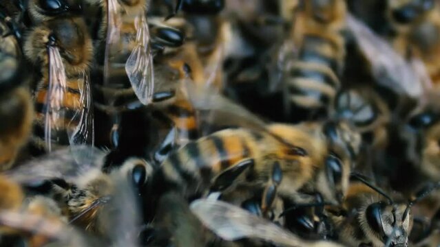 Macro shot of a swarm of bees in a hive