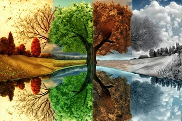 Fotobehang The four seasons in a tree reflected in the water of a lake. Concept of weather changing and cycle of nature in time. © bennymarty
