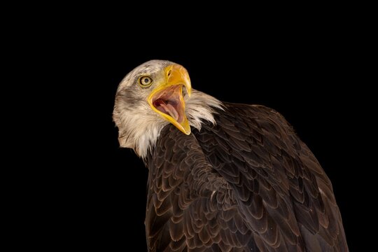 Closeup of a Bald Egle with an open beak isolated on black background