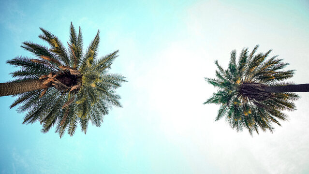 Twin Palm Trees And Sky