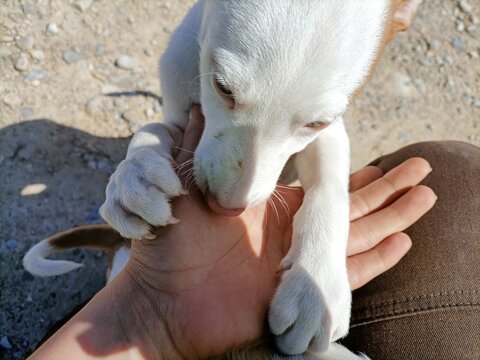 Cropped Image Of Hand Feeding Dog