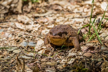 huge common toad stands still on a path staring