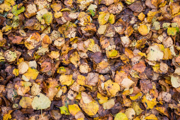 ground covered with golden and brown leaves of birch trees in autumn. Bidueiral of Montederramo