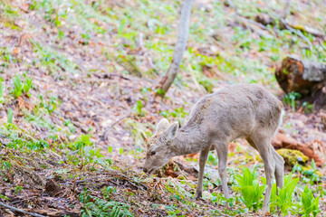 エゾシカ
