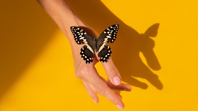 Cropped Hand Of Woman With Butterfly On Hand