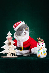 cute british shorthair cat with Santa Claus dress on green background vertical composition