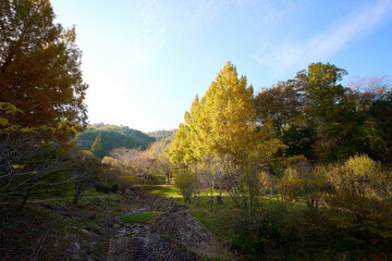 Fototapeta premium 日本の紅葉した山の風景