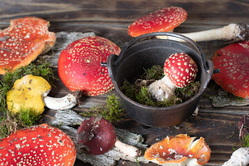 beautiful orange-red fly agaric on a wooden table, autumn harvest of mushrooms