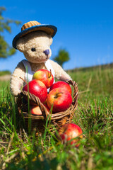 Good Delicious Apple Harvest / Cute little teddy bear gardener with basket full of apples at summer meadow (copy space)