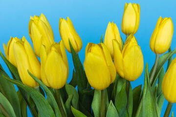 Yellow tulips on blue background. Bouquet of spring flowers, holiday concept. Greeting card