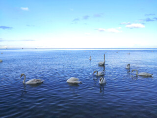 Swans at sea. Gdynia
